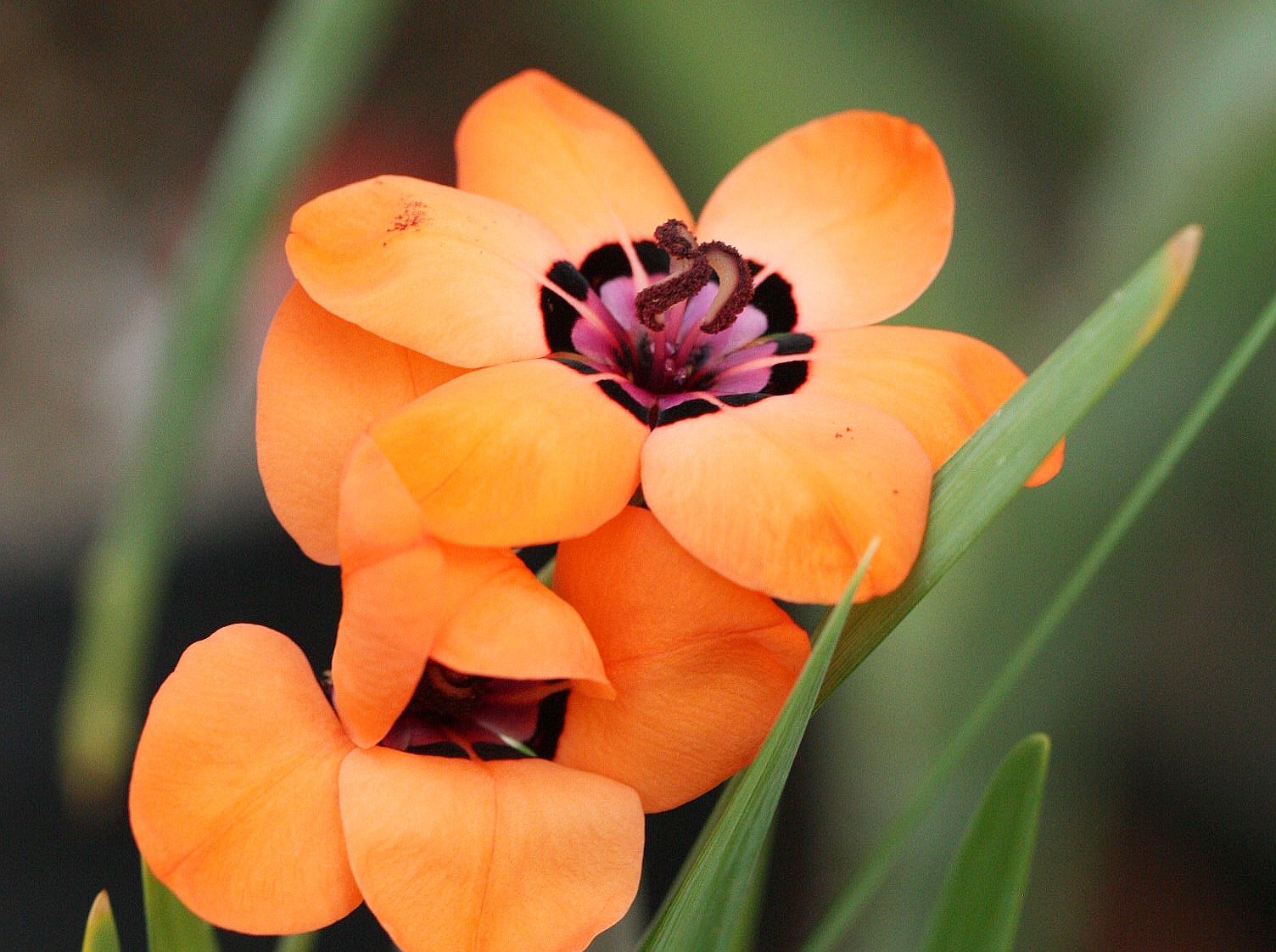 Sparaxis elegans