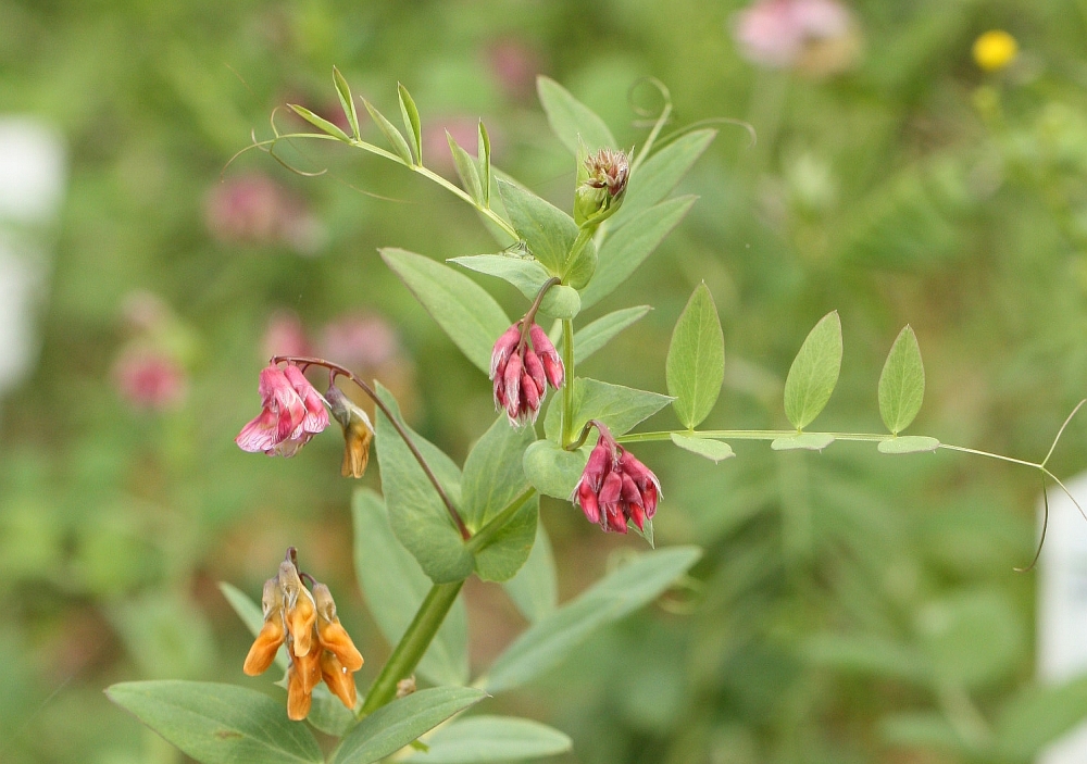 Lathyrus pisiformis in our garden