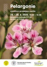 výstava pelargonií