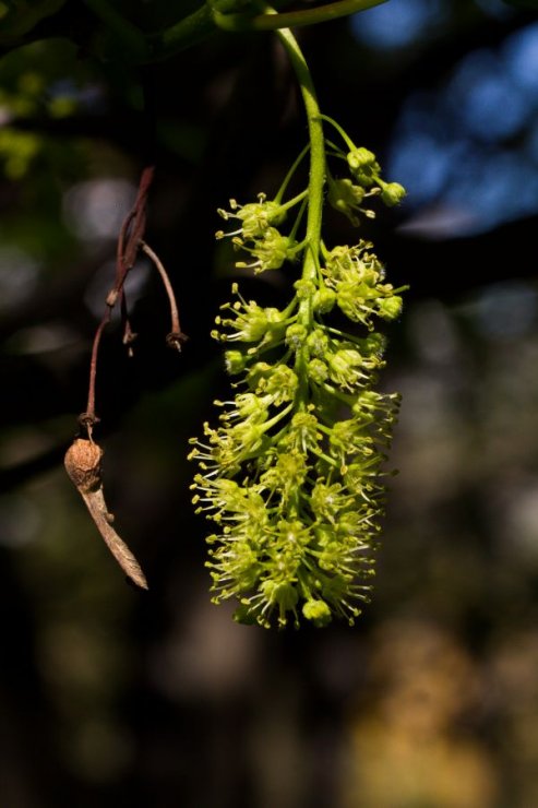 Acer pseudoplatanus (javor klen) - Foto: M. Hrdinová