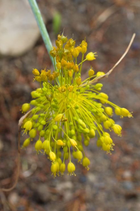 Allium flavum (česnek žlutý) - Foto: M. Hrdinová