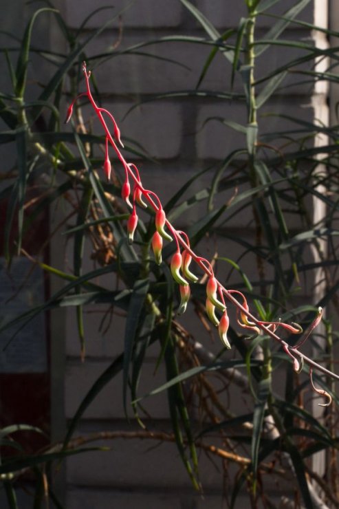 Aloe carinata var. verrucosa - Foto: M. Hrdinová