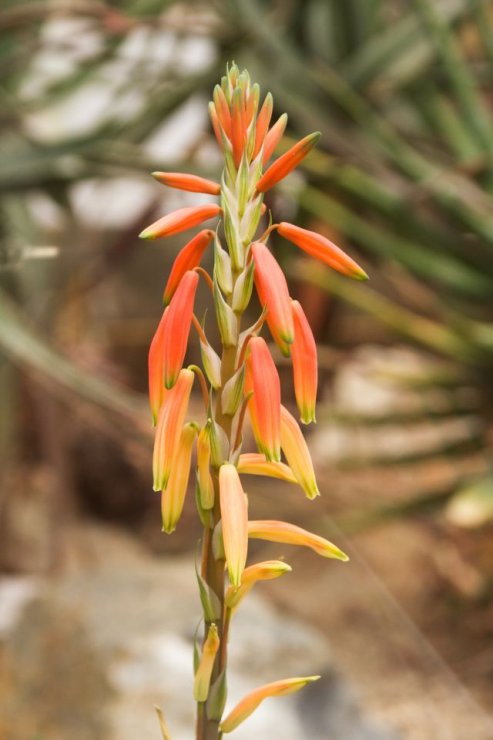 Aloe humilis - Foto: M. Hrdinová