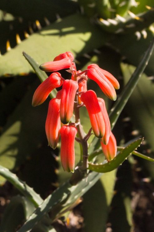 Aloe millotii - Foto: M. Hrdinová