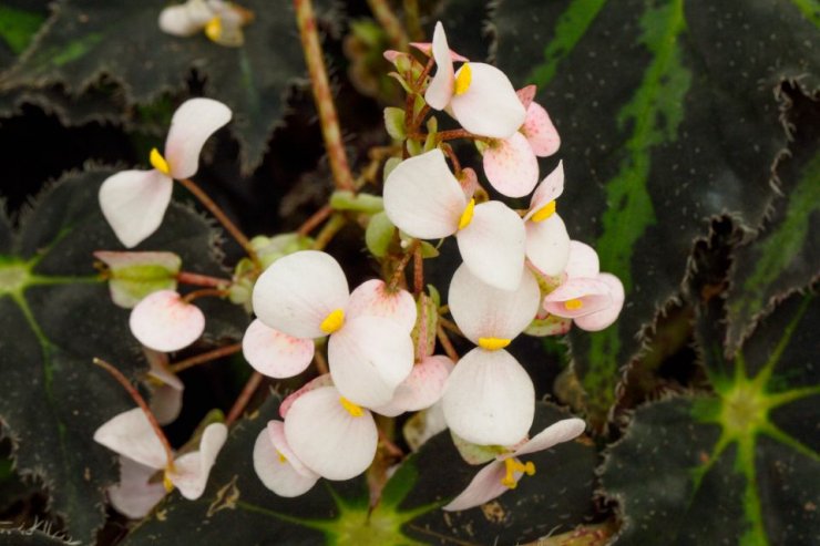 Begonia bowerae 'Nigra' - Foto: M. Hrdinová