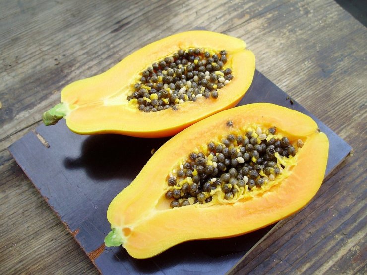 Carica papaya (papája obecná) - Foto: T. Procházka