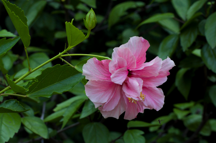 Hibiscus rosa-sinensis (ibišek čínská růže) - Foto: M. Schafferová