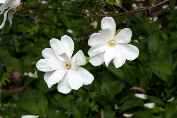Magnolia kobus (šácholan japonský) - Foto: M. Hrdinová