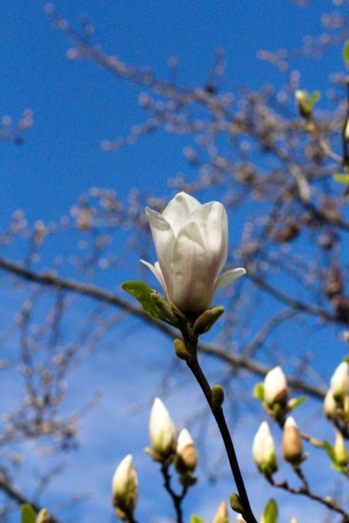 Magnolia x soulangeana (šácholan Soulangeův) - Foto: M. Hrdinová