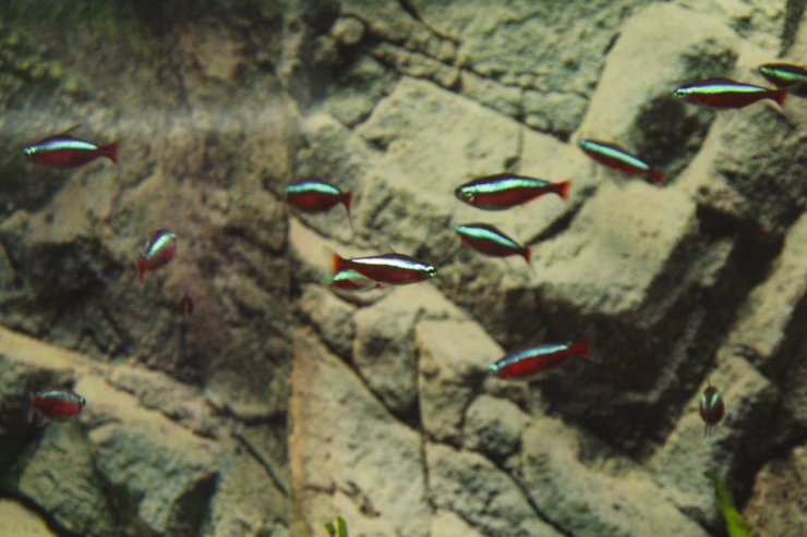 Paracheirodon_cardinalis (neonka červená) - Foto: M. Hrdinová
