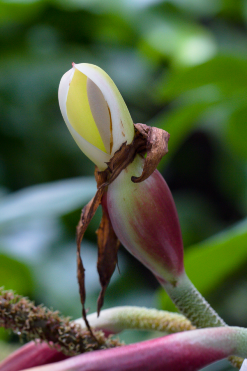 Philodendron squamiferum - Foto: M. Schafferová