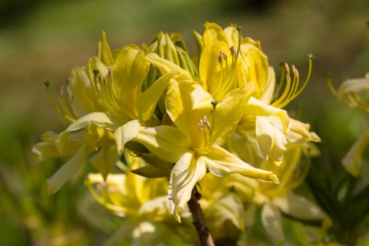 Rhododendron luteum (pěnišník žlutý) - Foto: M. Hrdinová