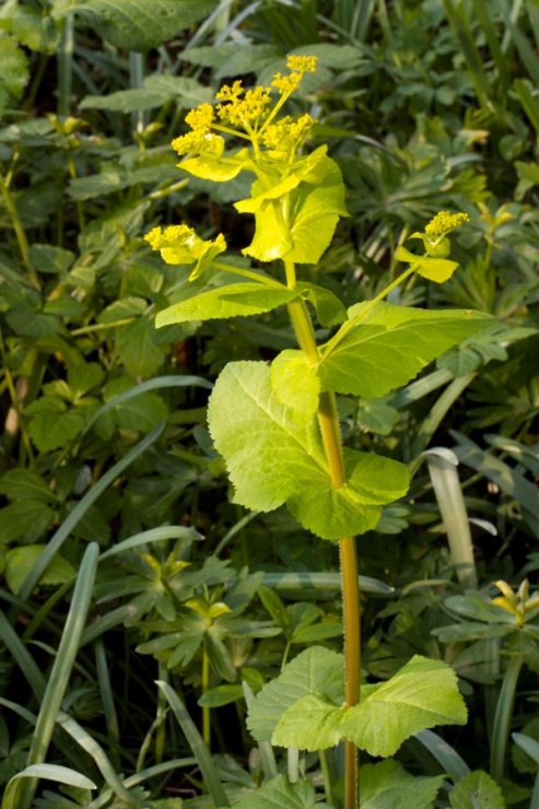 Smyrnium perfoliatum (tromín prorostlý) - Foto: M. Hrdinová