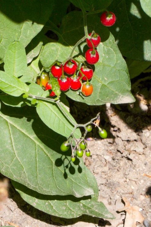 Solanum dulcamara (lilek potměchuť) - Foto: M. Hrdinová