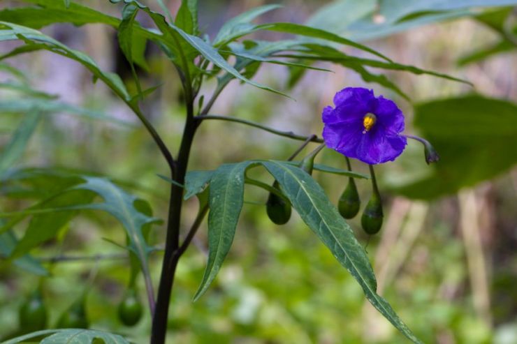 Solanum laciniatum (lilek dřípatý) - Foto: M. Hrdinová