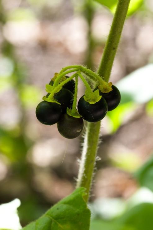 Solanum nigrum (lilek černý) - Foto: M. Hrdinová