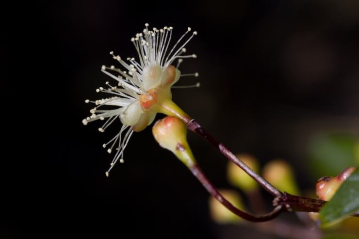 Syzygium paniculatum (hřebíčkovec myrtolistý) - Foto: M. Schafferová