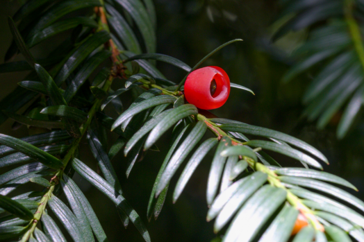 Taxus baccata (tis červený) - Foto: M. Schafferová