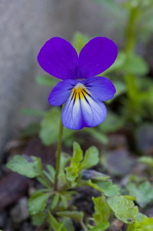 Viola tricolor (violka trojbarevná) - Foto: M. Hrdinová