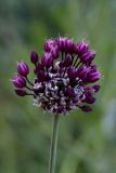 Allium scorodoprasum (česnek ořešec) - Foto: M. Hrdinová