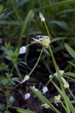 Allium paradoxum (česnek podivný) - Foto: M. Hrdinová