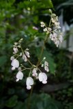 Begonia crassicaulis