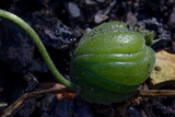 Blumenbachia insignis - Foto: M. Schafferová