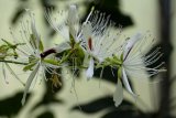 Boscia oleoides (kapara kožovitá) - Foto: M. Hrdinová
