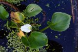 Calla palustris (ďáblík bahenní) - Foto: M. Hrdinová