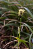 Carex pilosa (ostřice chlupatá) - Foto: M. Hrdinová