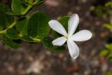 Carissa grandiflora (karisa velkokvětá) - Foto: M. Hrdinová