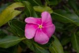 Catharanthus roseus (katarantus růžový) - Foto: M. Hrdinová