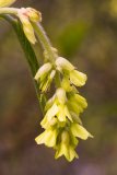 Corylopsis spicata (lískovníček klasnatý) - Foto: M. Hrdinová
