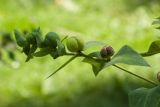 Euphorbia lathyris (pryšec skočcový) - Foto: M. Hrdinová
