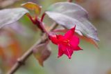 Fuchsia parviflora (fuchsie drobnokvětá) - Foto: M. Schafferová