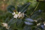 Ilex aquifolium (cesmína ostrolistá) - Foto: M. Hrdinová