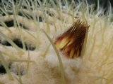 Echinocactus grusonii - Foto: T. Procházka