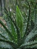 Aloe humilis - Foto: T. Procházka