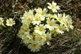 Primula vulgaris (prvosenka bezlodyžná) - Foto: L. Pavlata