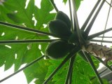 Carica papaya (papája obecná) - Foto: T. Procházka