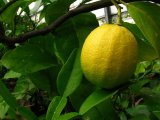 Citrus limon (citroník) - Foto: T. Procházka