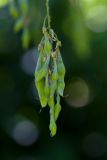 Laburnum alpinum (štědřenec alpský) - Foto: M. Hrdinová