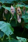 Lunaria rediviva (měsíčnice vytrvalá) - Foto: M. Hrdinová