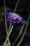Primula capitata (prvosenka hlavatá) - Foto: M. Schafferová