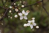 Prunus spinosa (trnka obecná) - Foto: M. Hrdinová