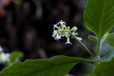 Psychotria punctata (karynta) - Foto: M. Schafferová