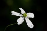 Ranunculus platanifolius (pryskyřník platanolistý) - Foto: M. Hrdinová
