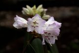 Rhododendron rubiginosum - Foto: M. Hrdinová
