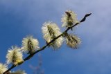 Salix caprea (vrba jíva) - Foto: M. Hrdinová